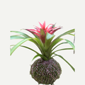 Bromeliad Kokedama