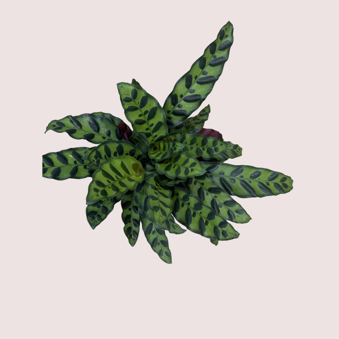 Rattlesnakes  Kokedama