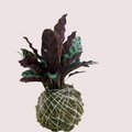 Rattlesnakes  Kokedama