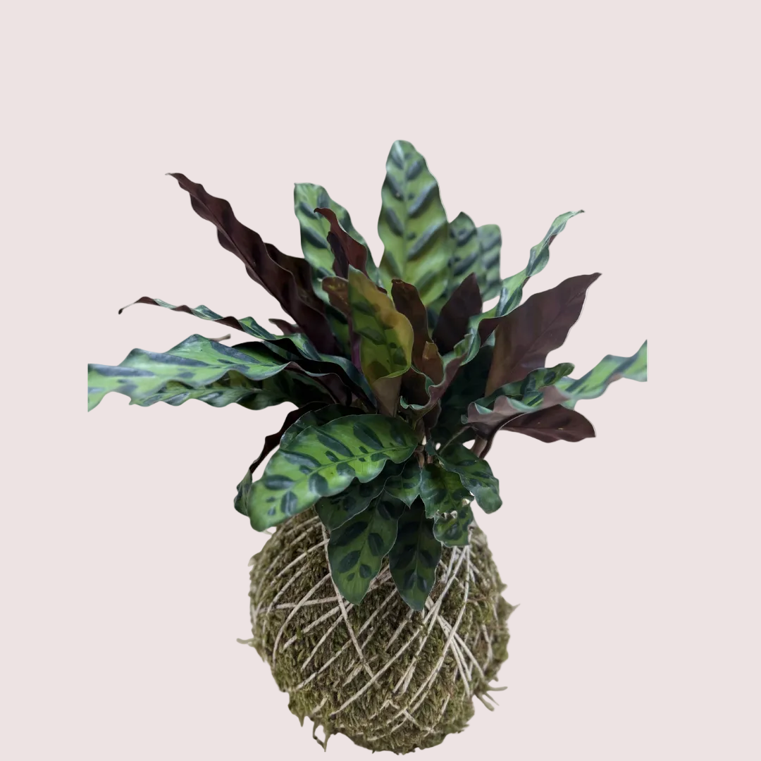 Rattlesnakes  Kokedama