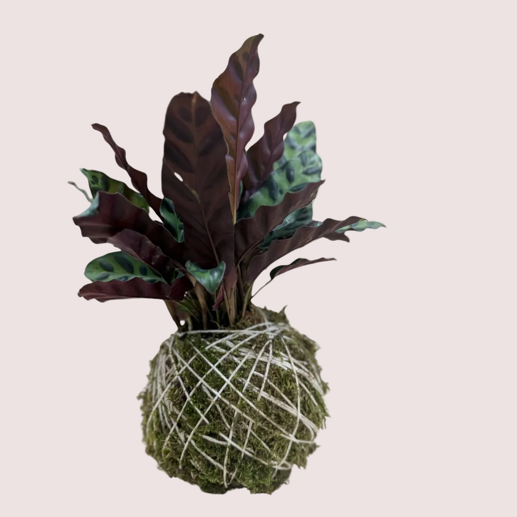 Rattlesnakes  Kokedama