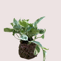 Pothos Kokedama