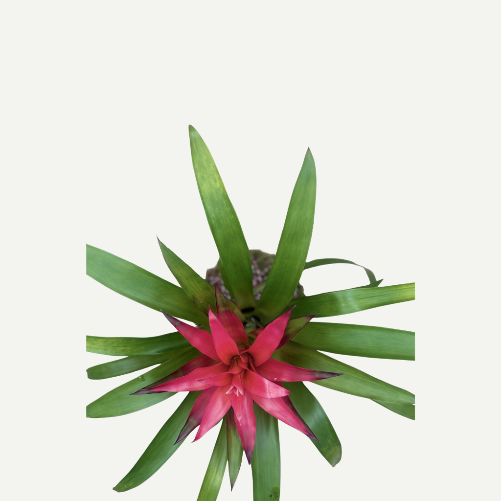 Bromeliad Kokedama