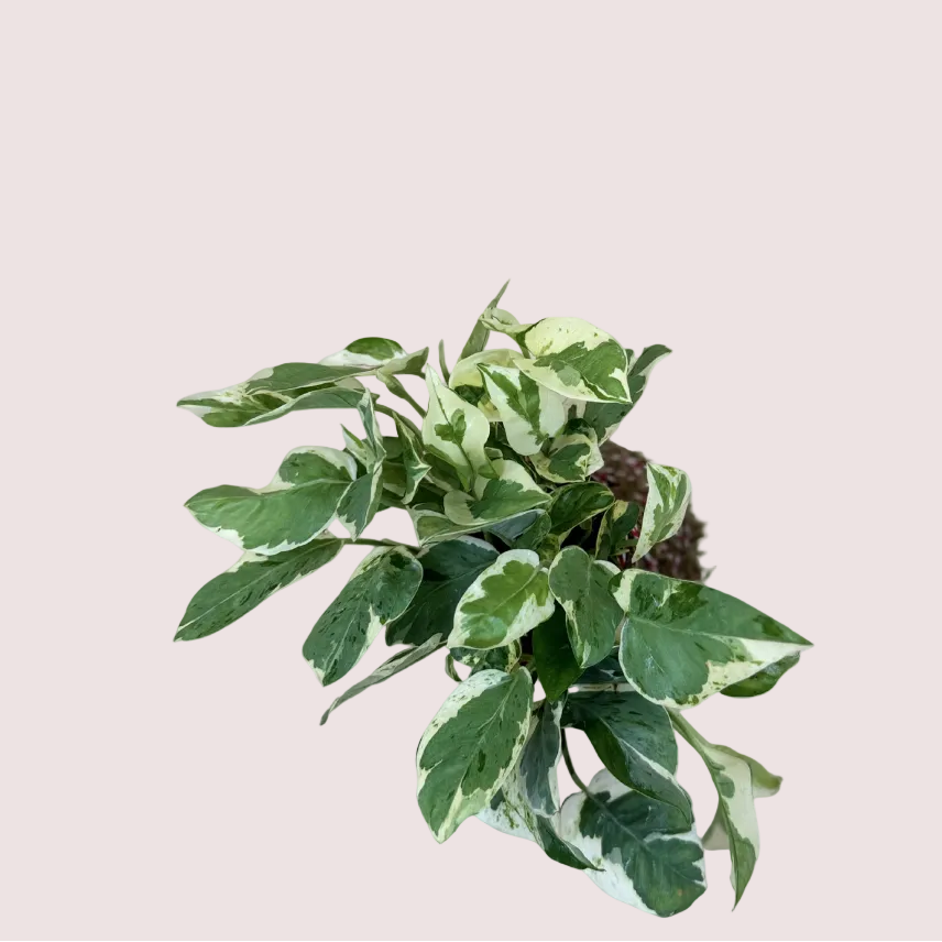 Pothos Kokedama
