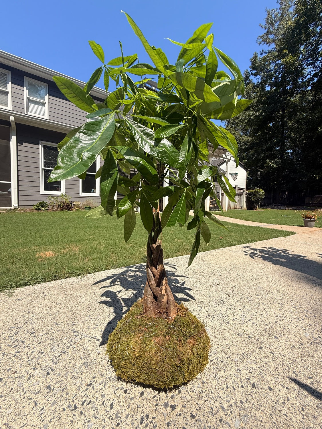 Money Tree Kokedama