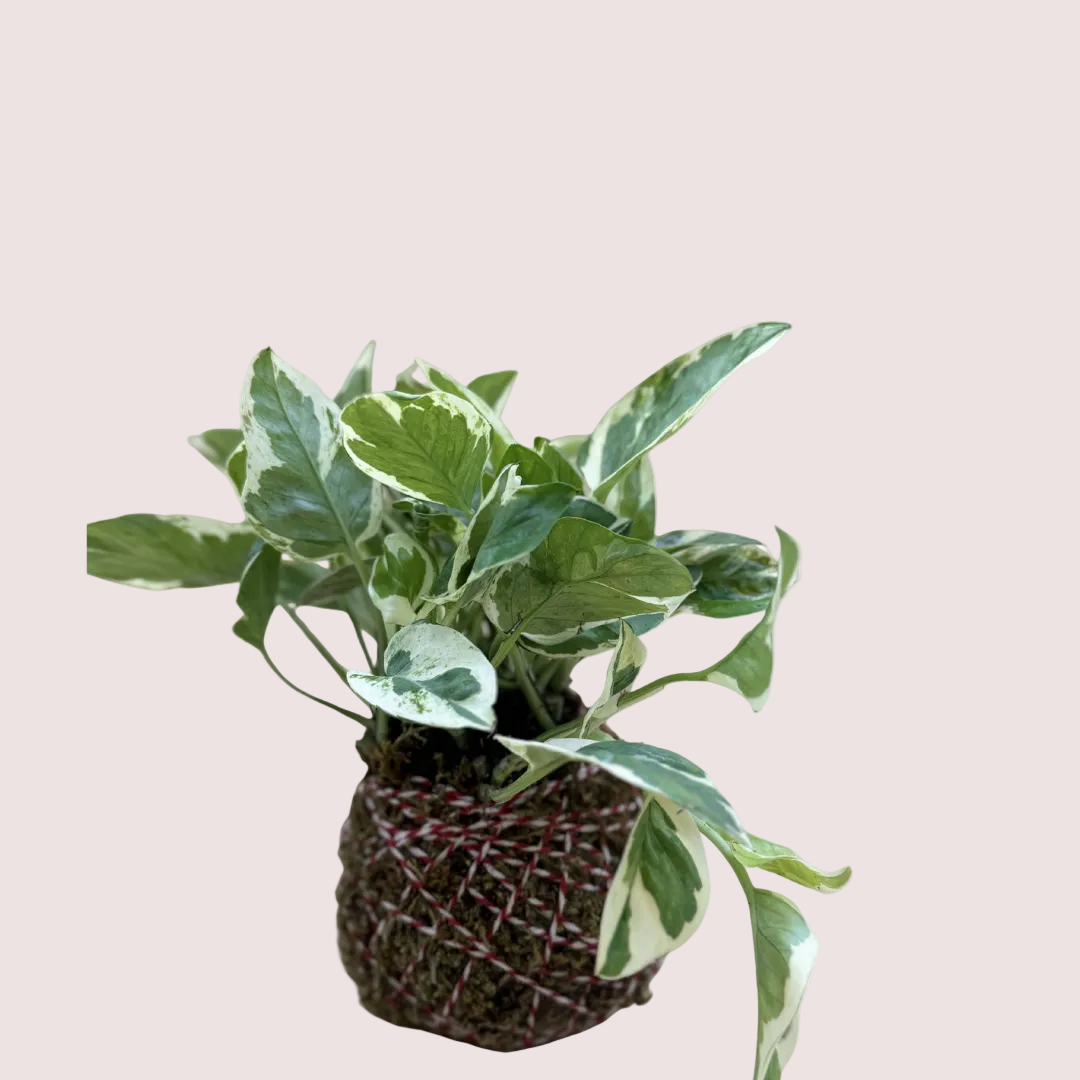 Pothos Kokedama