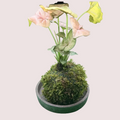 Arrowhead Kokedama