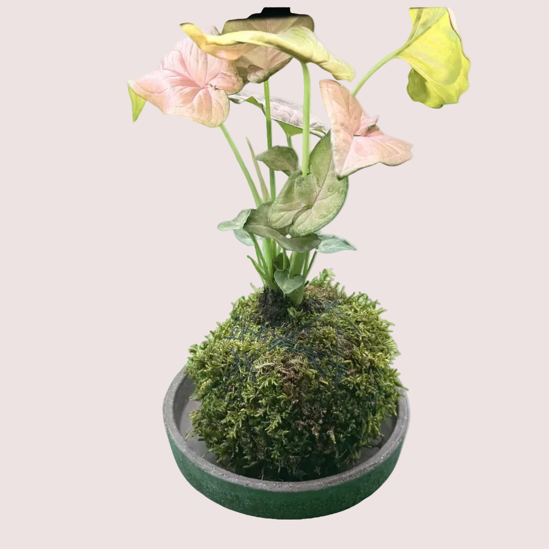 Arrowhead Kokedama