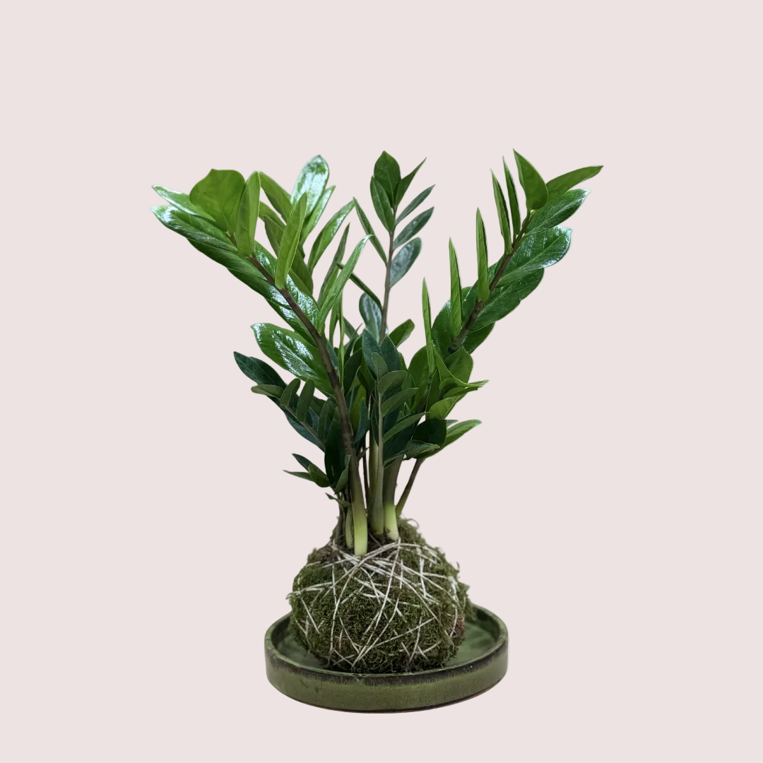 ZZ Plant Kokedama