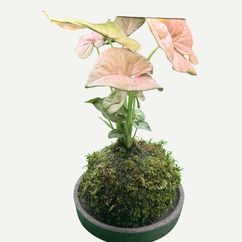 Arrowhead Kokedama