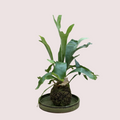 Staghorn Fern Kokedama