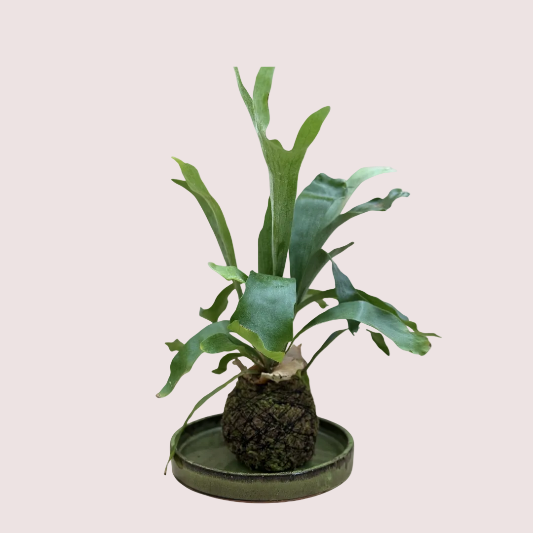 Staghorn Fern Kokedama