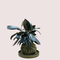 Rubber Plant Kokedama