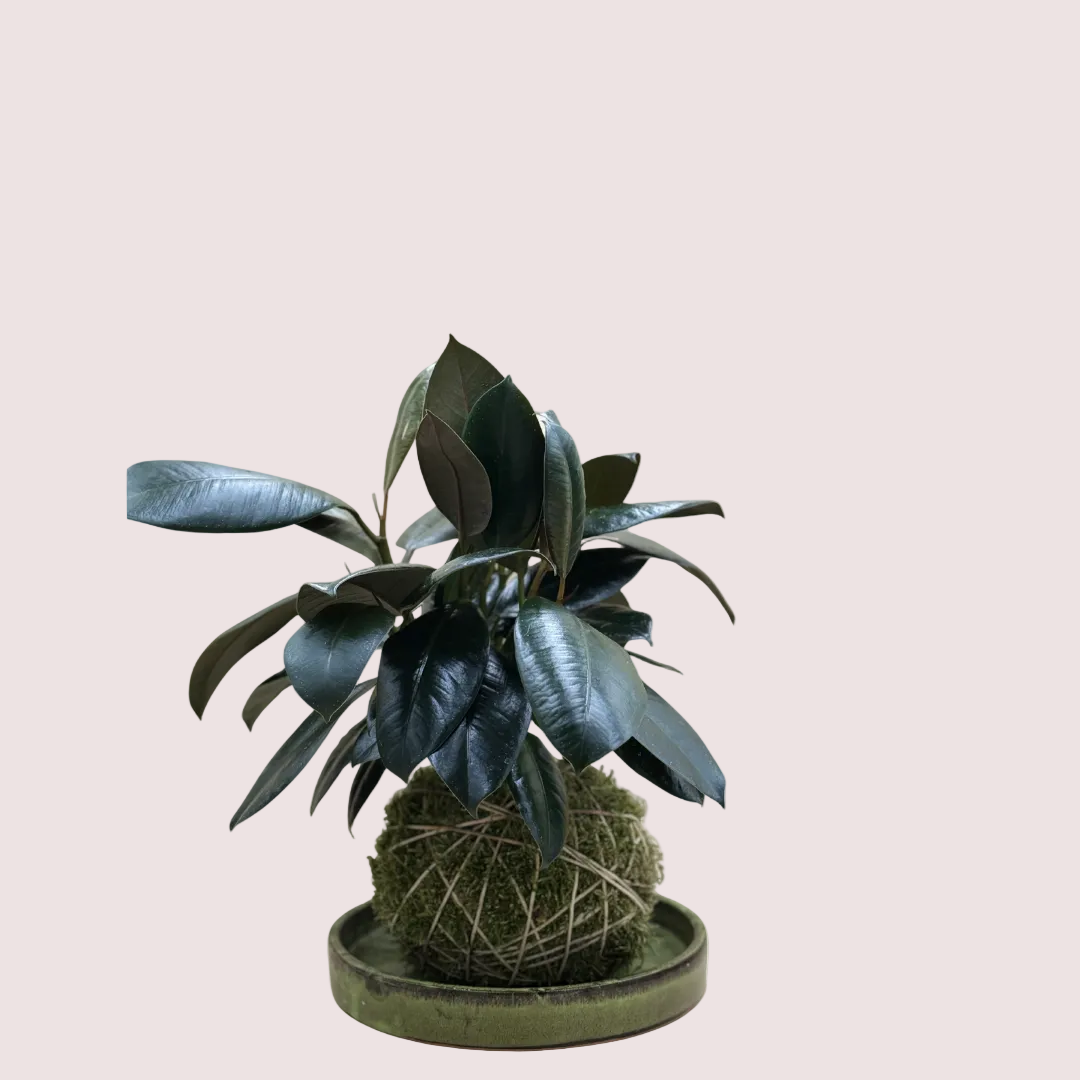 Rubber Plant Kokedama