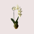 Orchid Kokedama