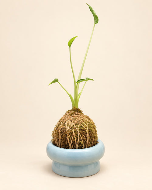 Alocasia Polly Kokedama