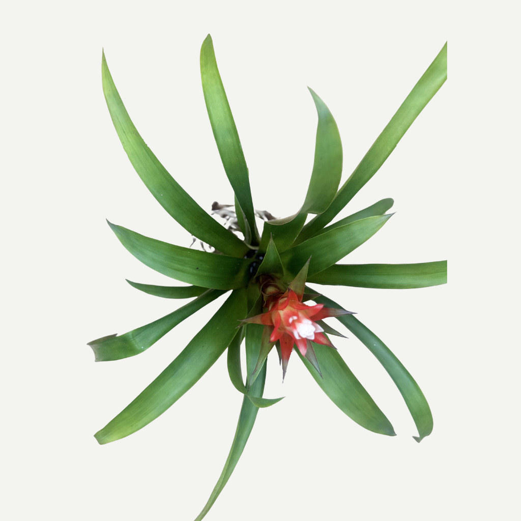 Bromeliad Kokedama
