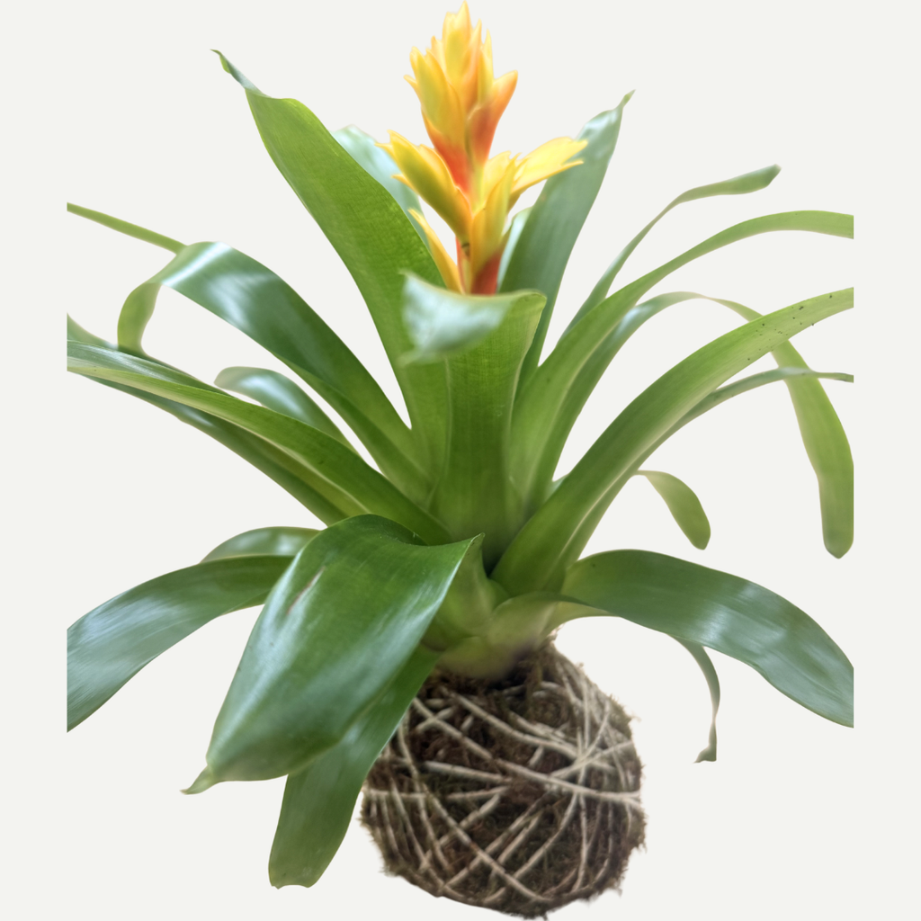 Bromeliad Kokedama