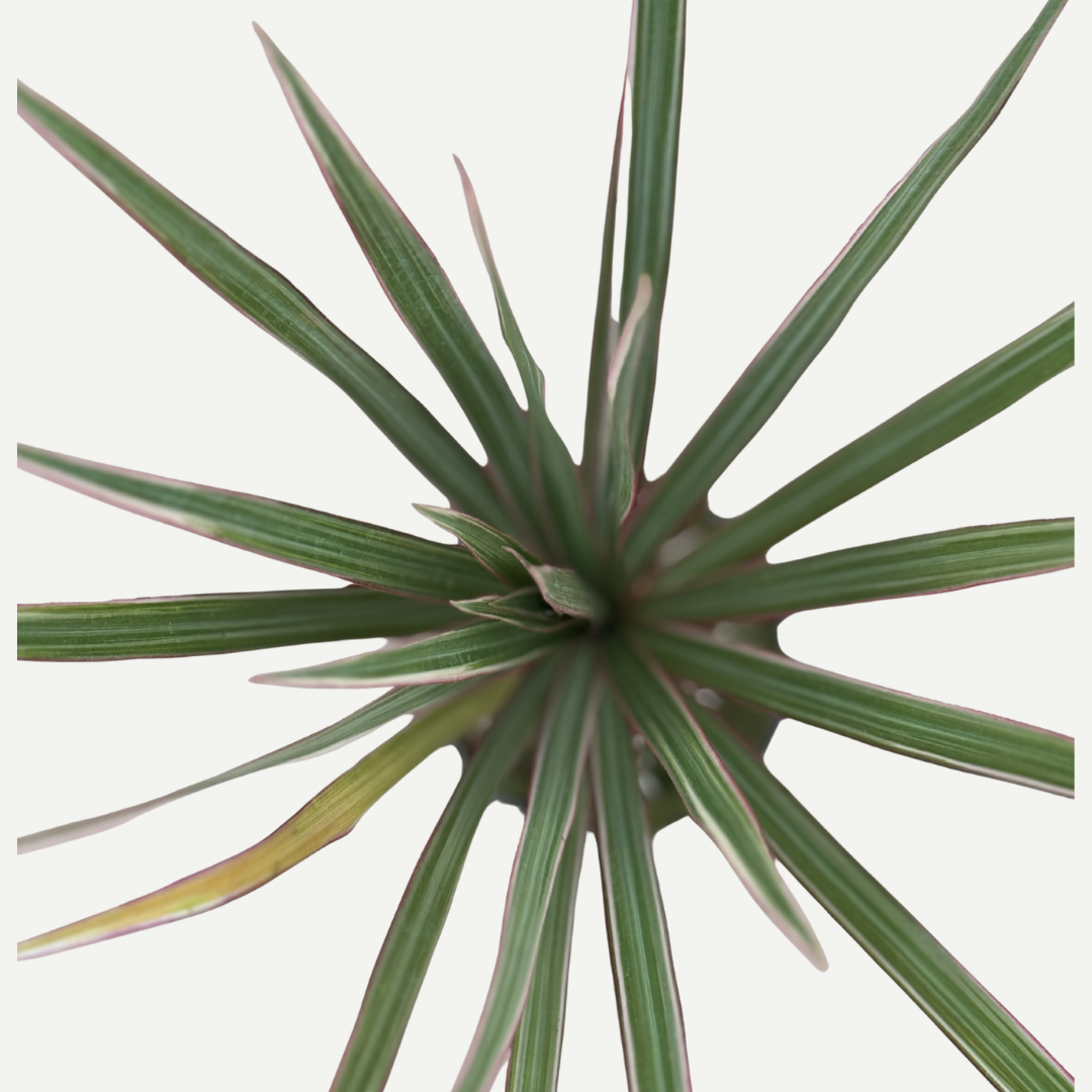 Dragon Tree  Kokedama