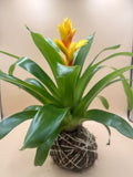 Gift that keeps Growing