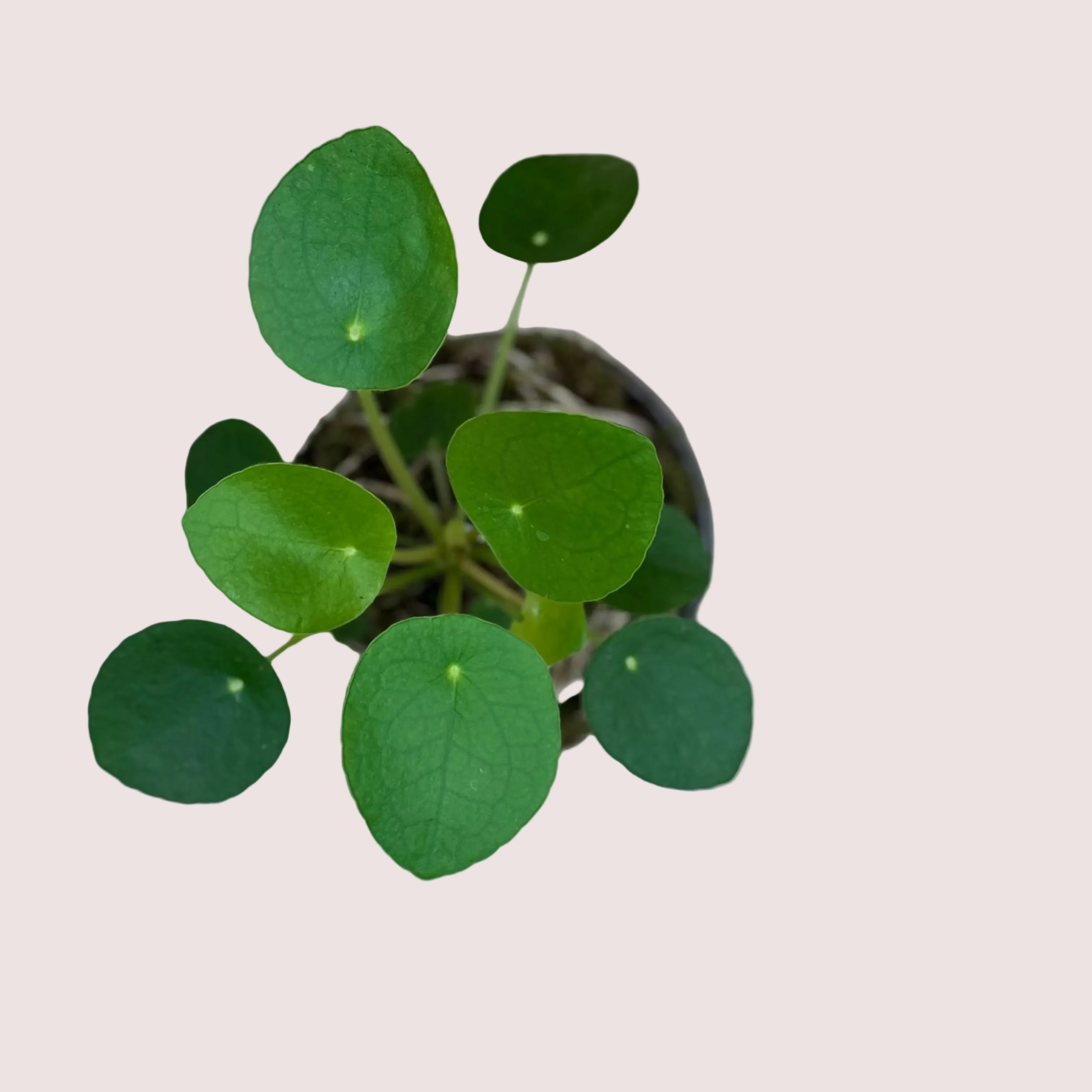 Coin Plant  Kokedama
