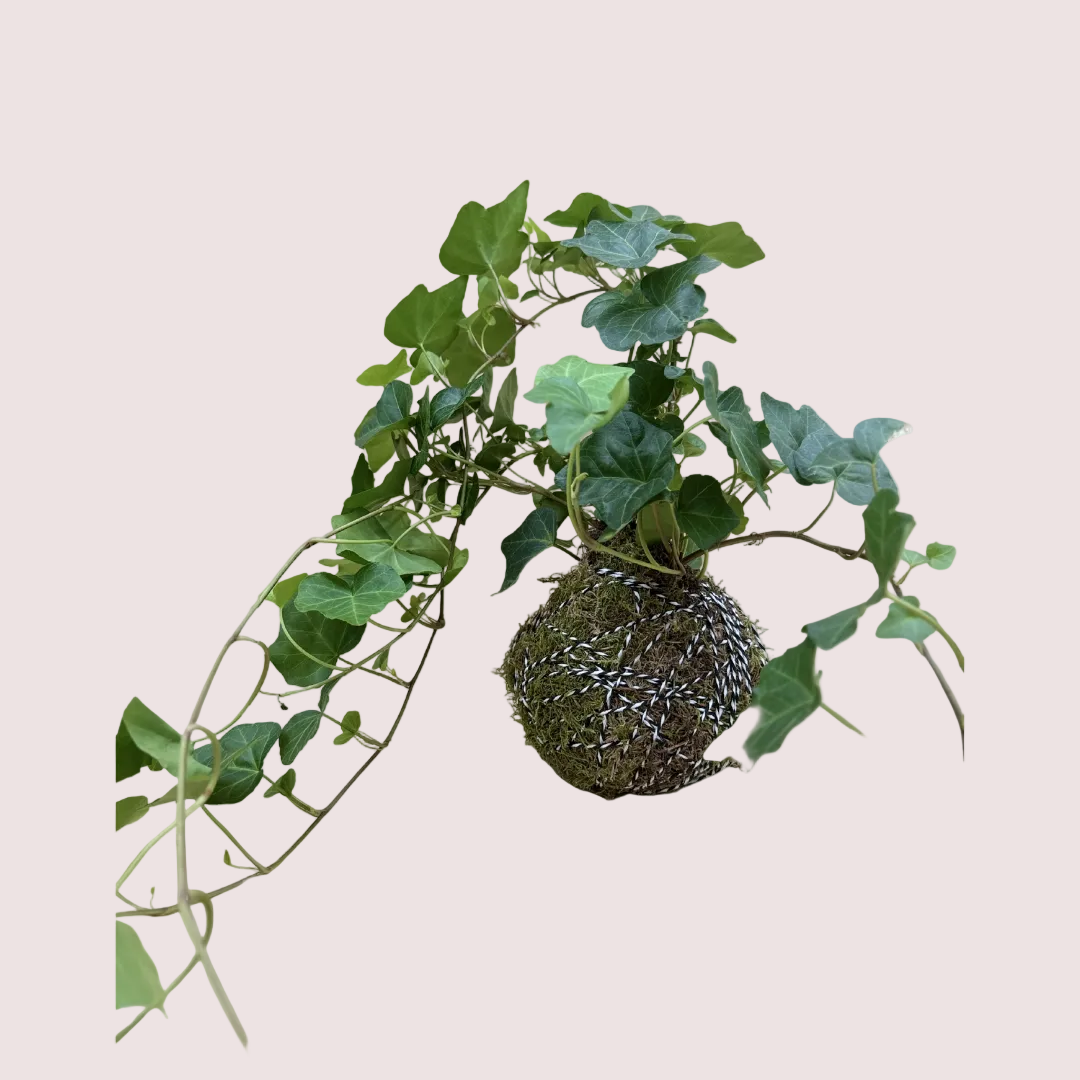 English Ivy Kokedama