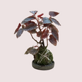 Begonia Kokedama