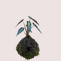 Alocasia Polly Kokedama