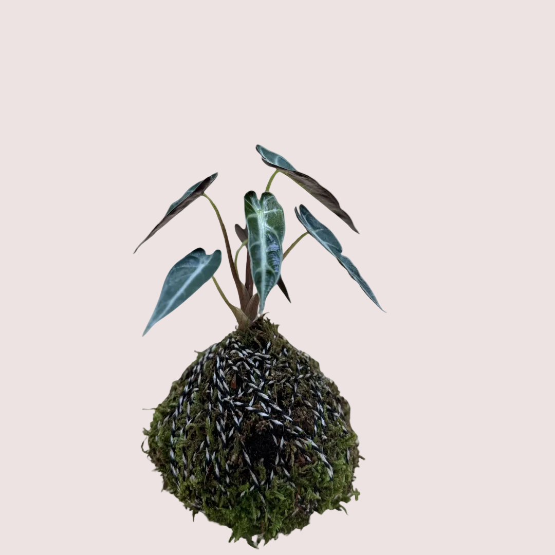 Alocasia Polly Kokedama