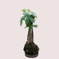 Money Tree Kokedama