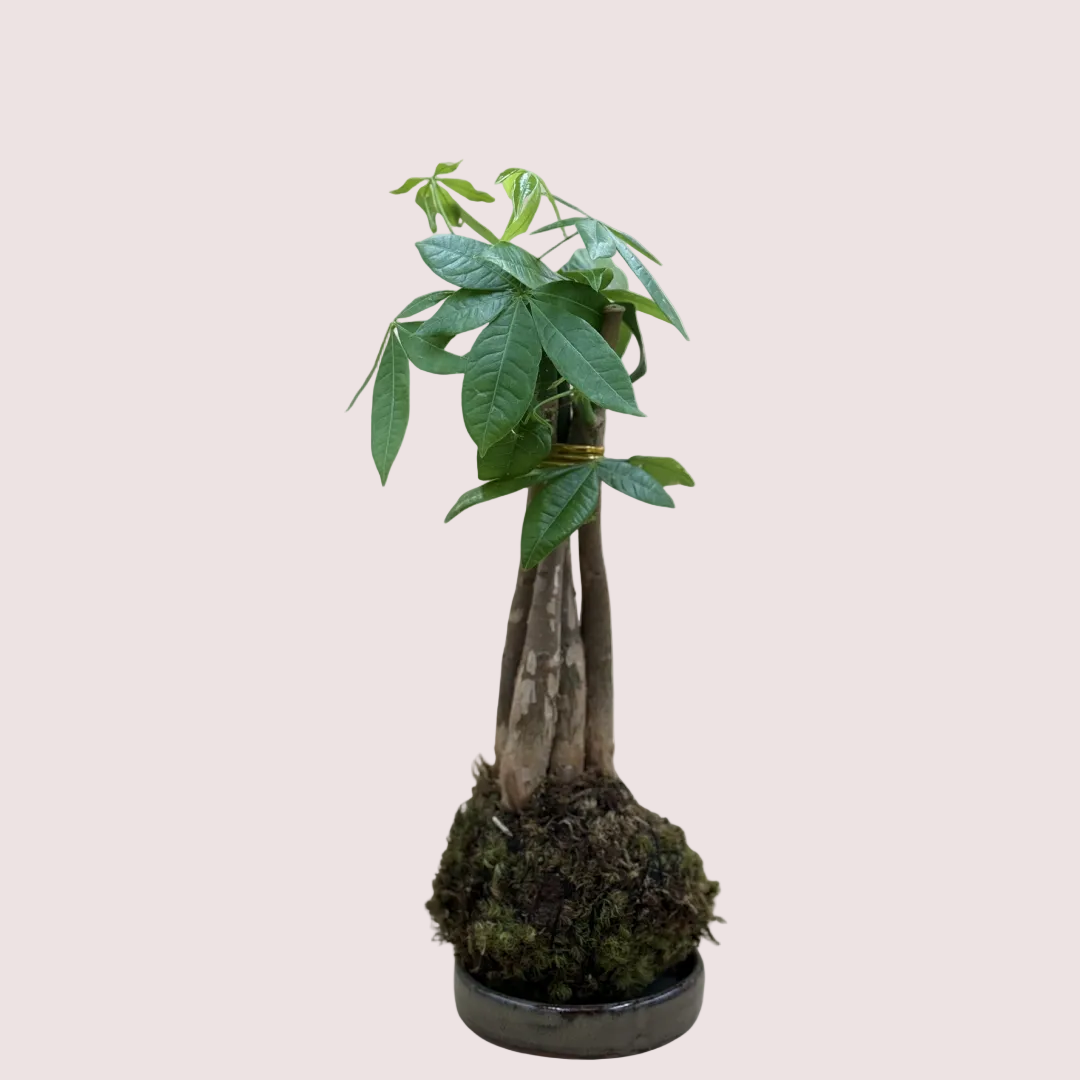 Money Tree Kokedama