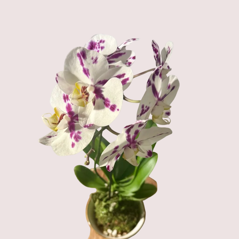 Orchid Kokedama