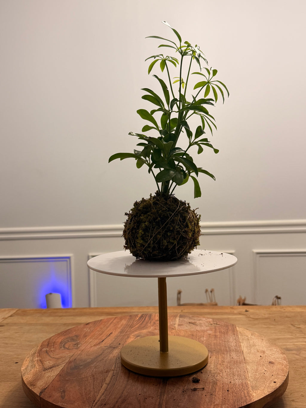 Umbrella kokedama plant