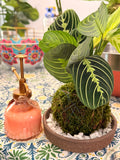 Praying Hands kokedama