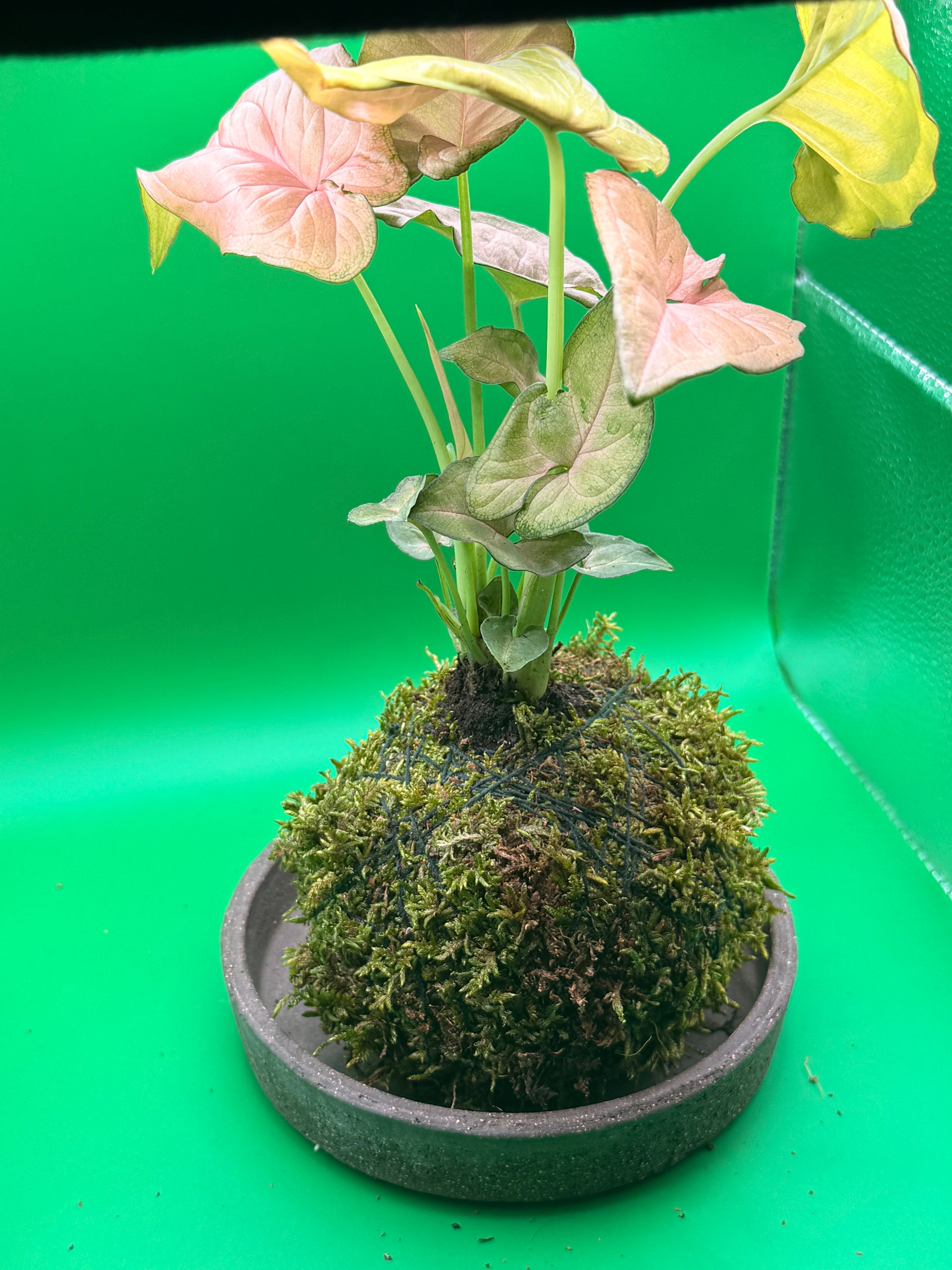 Ceramic Dish