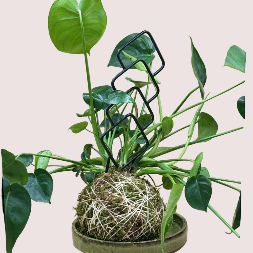 Philodendron Kokedama