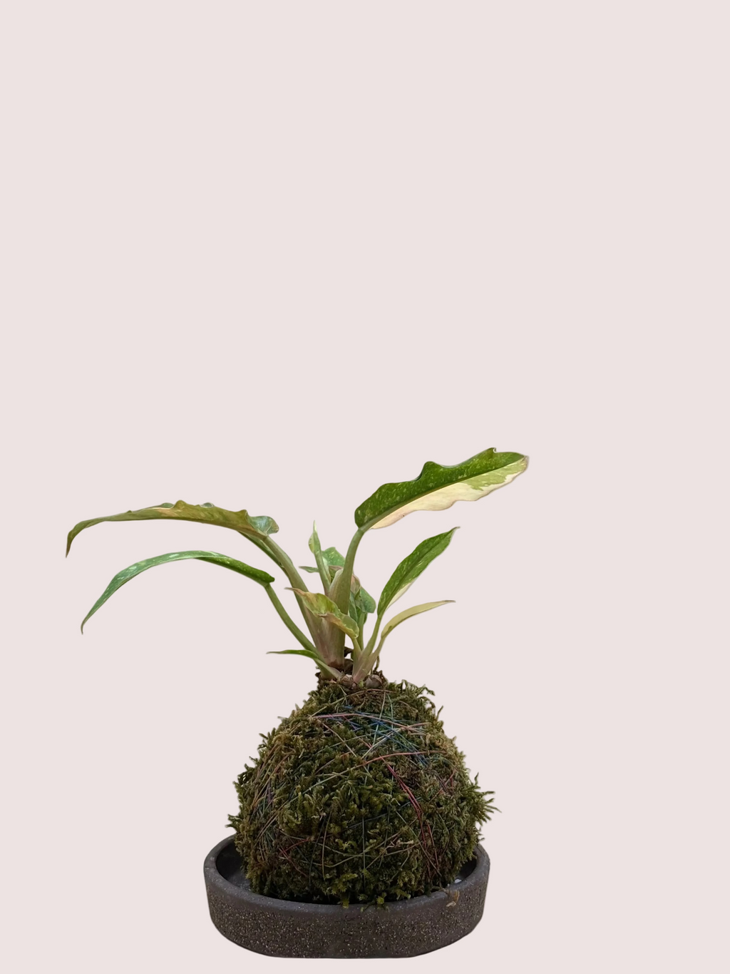 Philodendron Kokedama