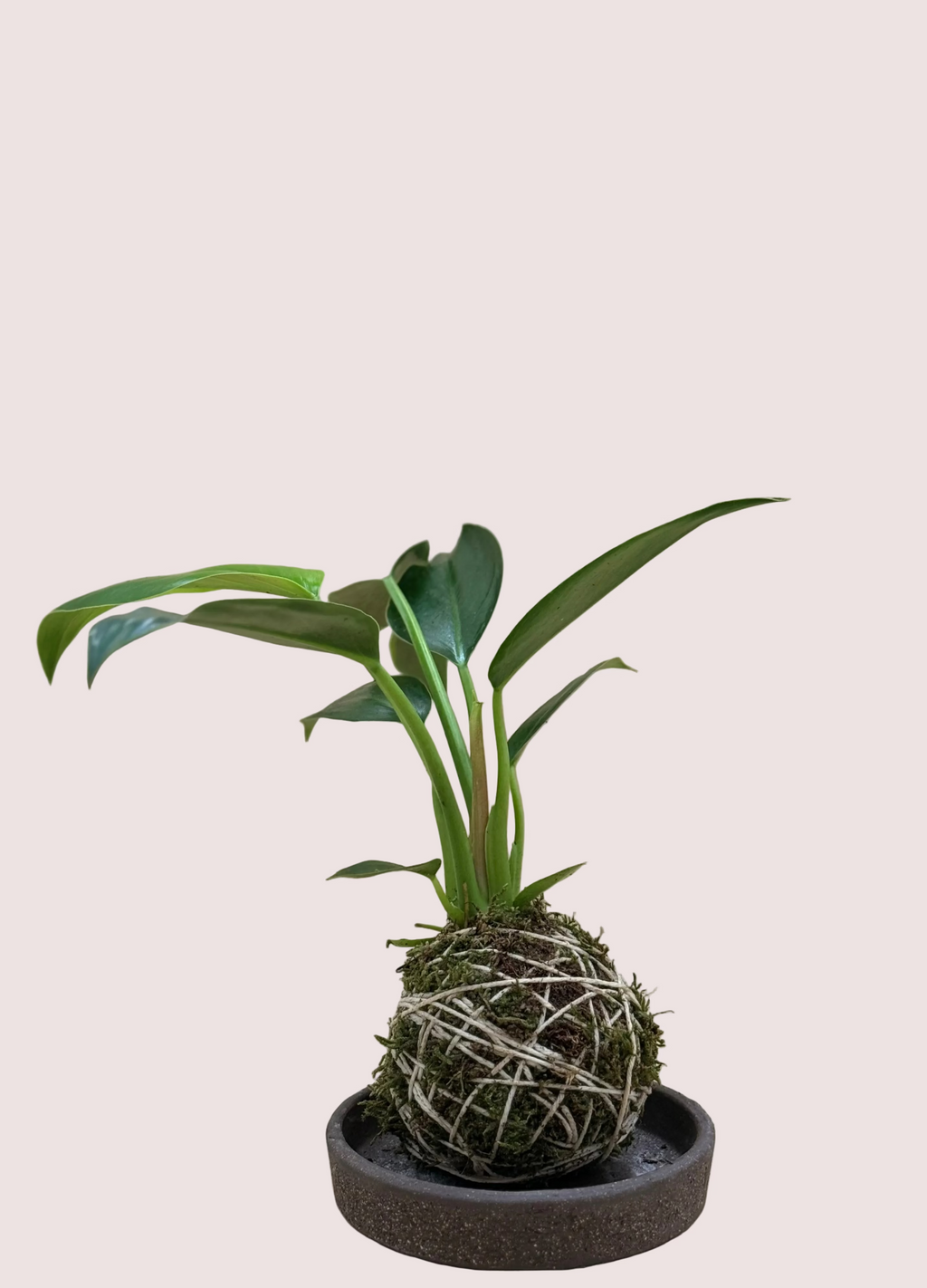 Philodendron Kokedama