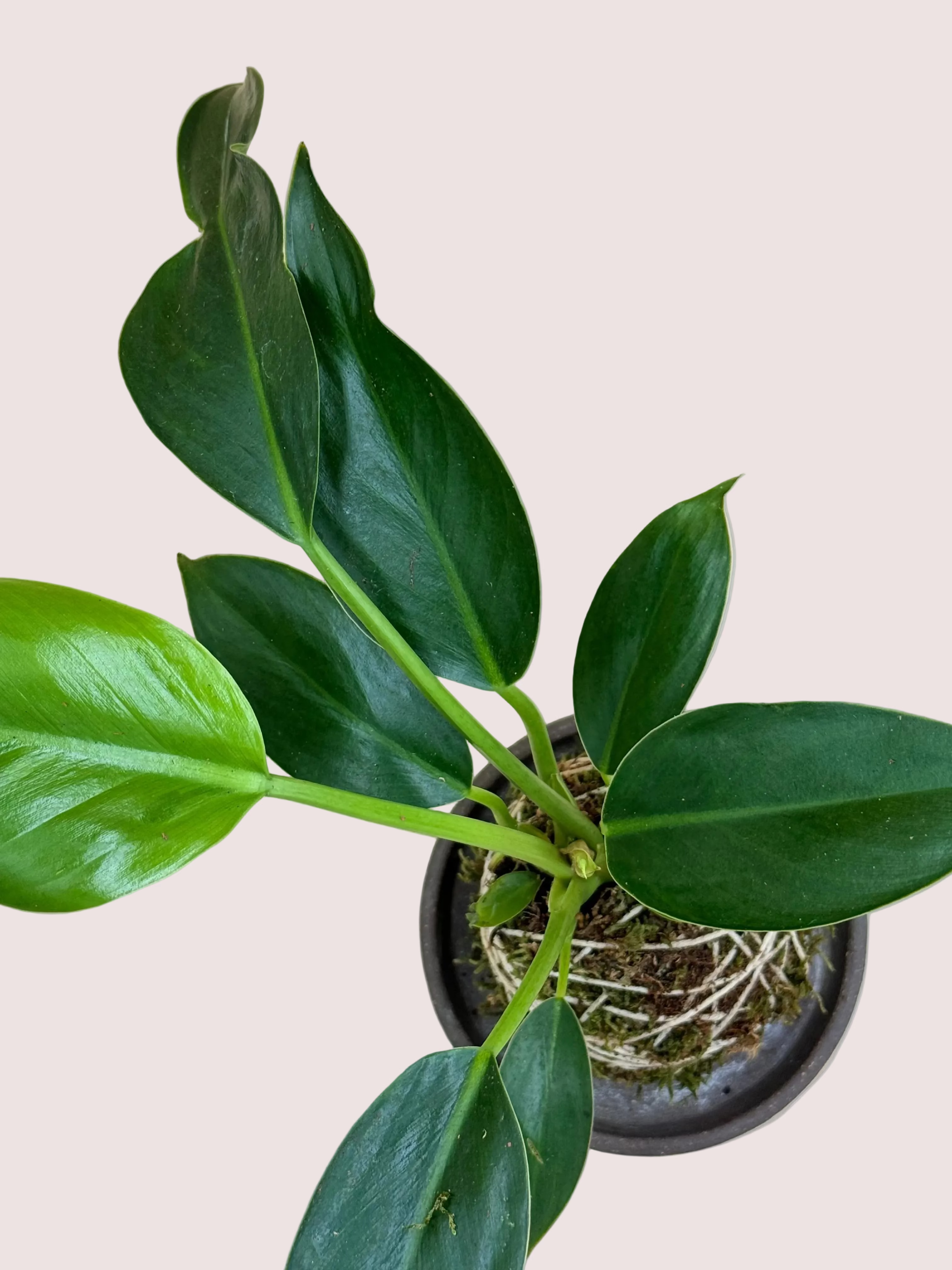 Philodendron Kokedama
