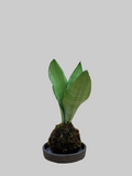 Snake Plant Kokedama