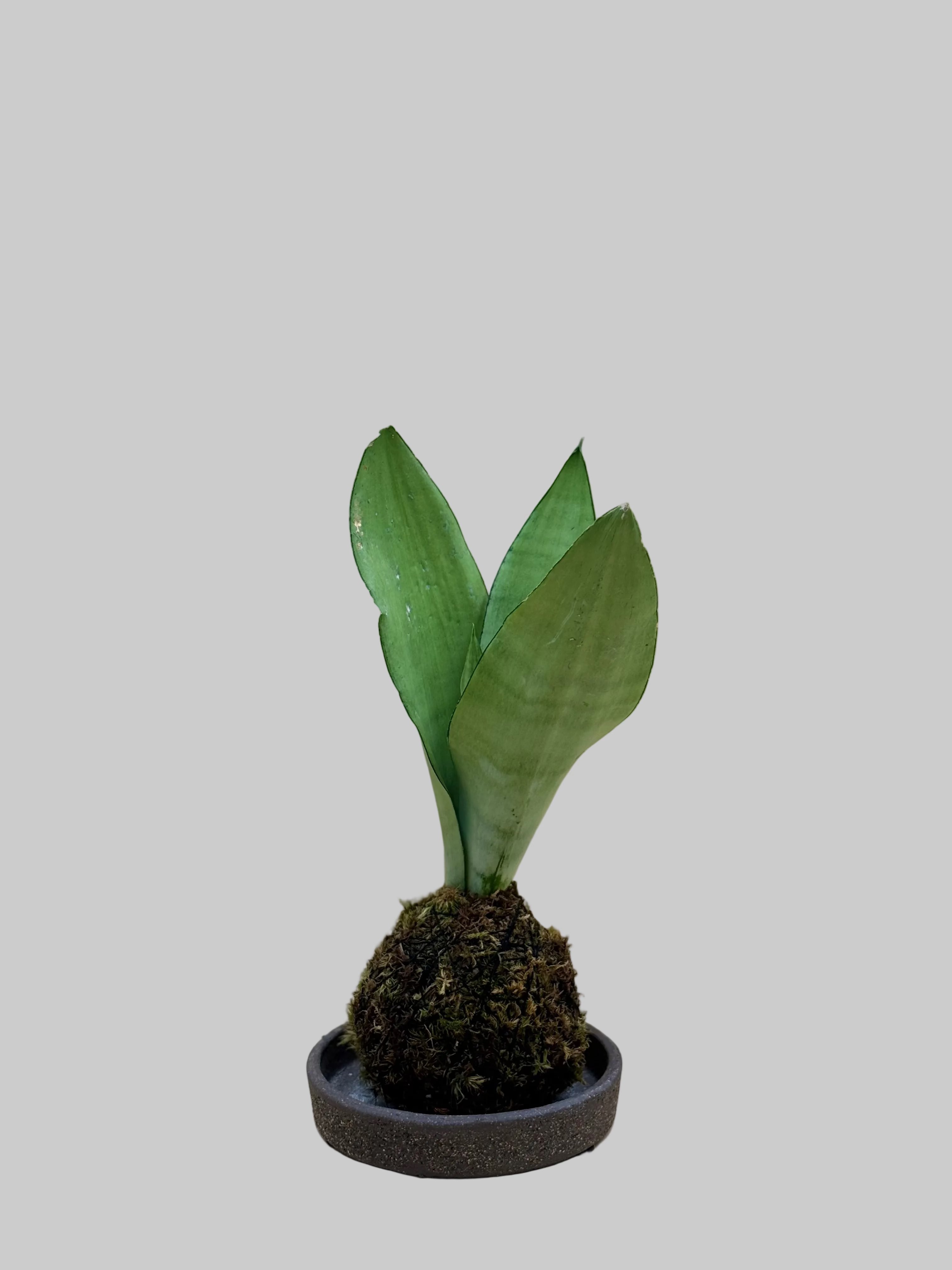 Snake Plant Kokedama