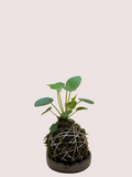 Tiny Dancer  Kokedama