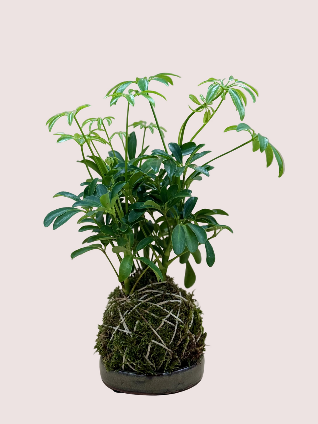 Umbrella Kokedama