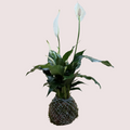 Peace Lily Kokedama