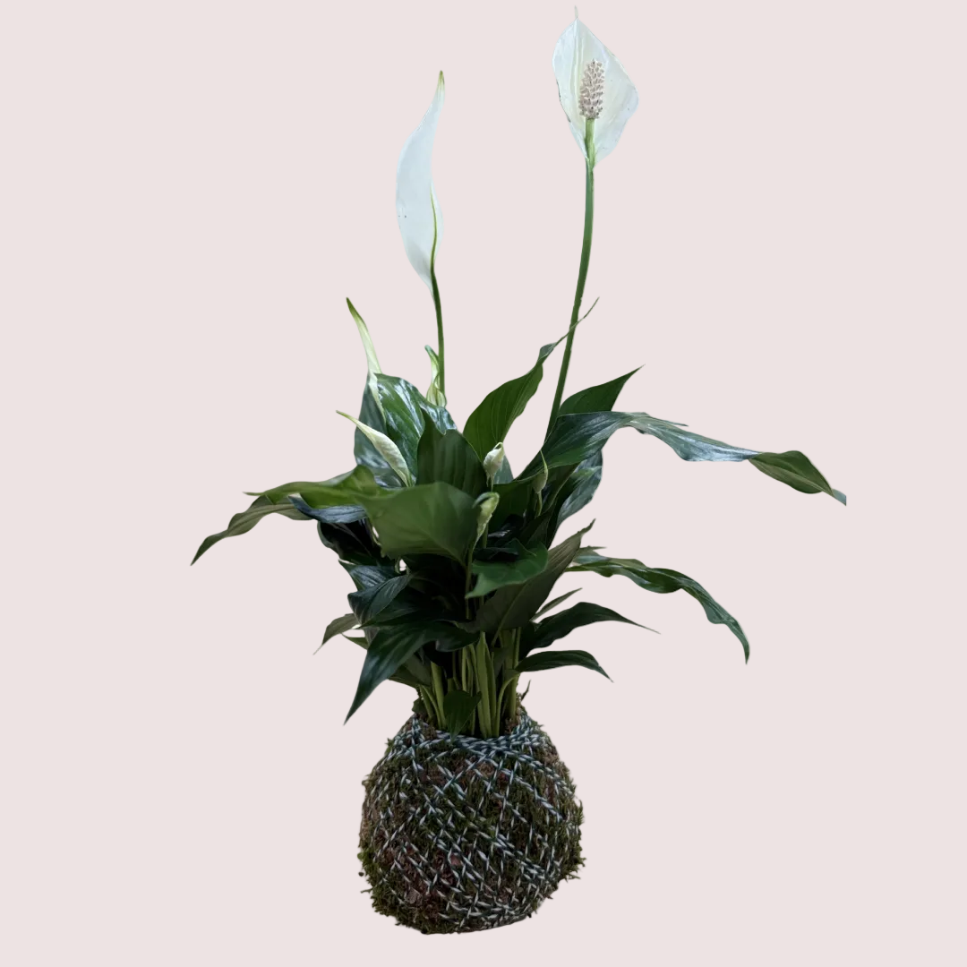 Peace Lily Kokedama