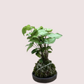 Syngonium Pink Allusion Kokedama