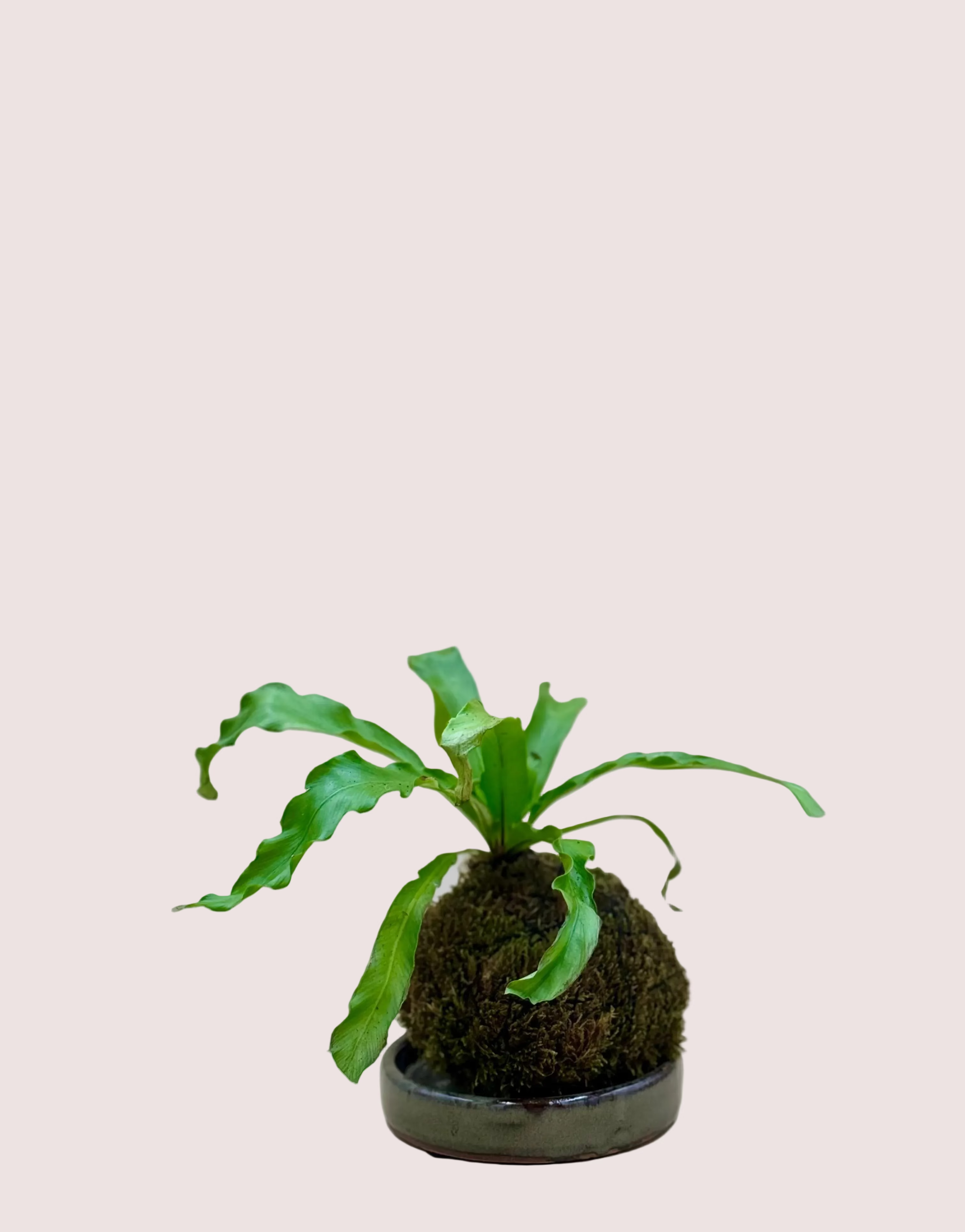 Fern Kokedama