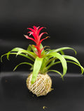 Bromeliad Kokedama