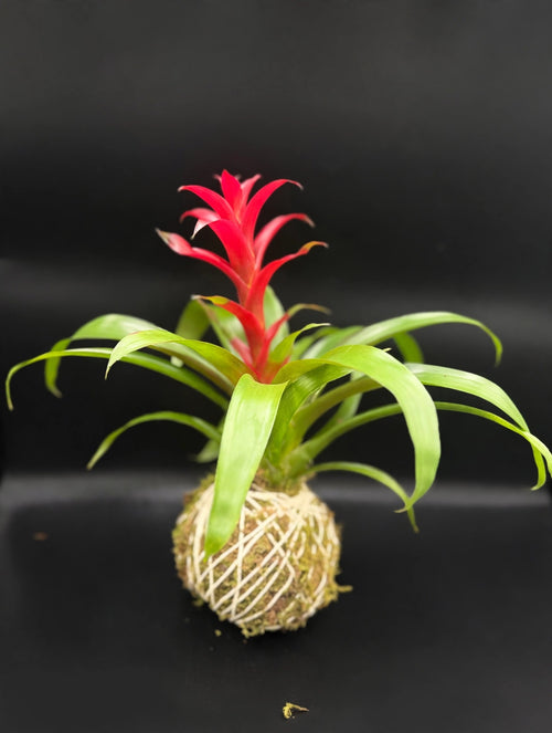 Bromeliad Kokedama