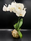 Orchid Kokedama